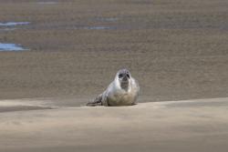 Seehund