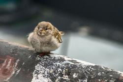 Spatz