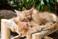 Katze